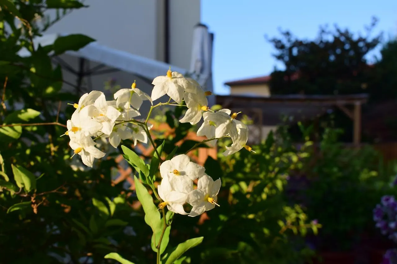 Guest house Domus Socolatae Apartments&Suites